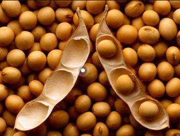 کاهش تولید سویای آرژانتین یا تأثیر آن بر عرضه و تقاضای جهانی