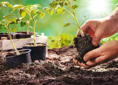 چگونه یک مخلوط خاک موثر درست کنیم؟