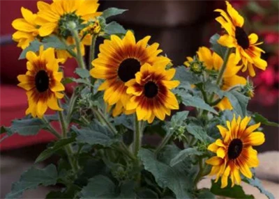 Syngenta Flowers گل آفتابگردان Sunfinity را به عنوان راه حل توسعه یافته باغچه...
