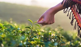 CropLife هند به دنبال حفاظت از داده های 5 ساله است و در مورد گزینه های محدود ...